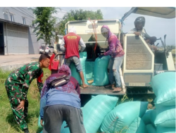 Dukung Swasembada Pangan Nasional, Babinsa Dampingi Panen Padi di Kalijaga.