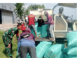Dukung Swasembada Pangan Nasional, Babinsa Dampingi Panen Padi di Kalijaga